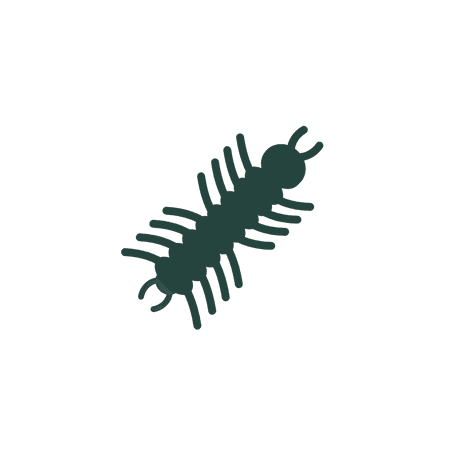 Centipedes
