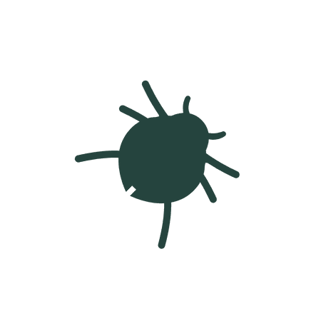 Fleas
